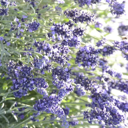 Sélection utile：Lavande vraie aromatico blue en pot de 2 L