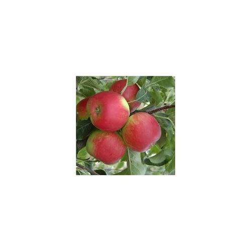 Bien utile au jardin:Pommier Pomme Des Moissons® Delprivale. Le pot de 15 litres, forme 1/2 tige