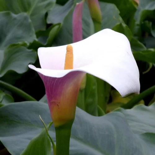 Choix pour le jardin：Arum Rose. Le pot de 19 cm