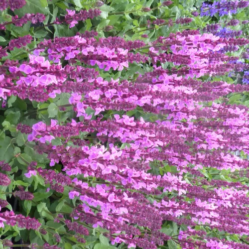 Choix malin：Sauge Nemerosa Sensation Cpt Bright Rose - Le pot de 2 litres