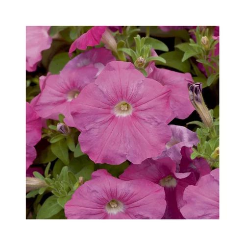 Sélection au jardin:Pétunia à massifs - Le pack de 6 plants