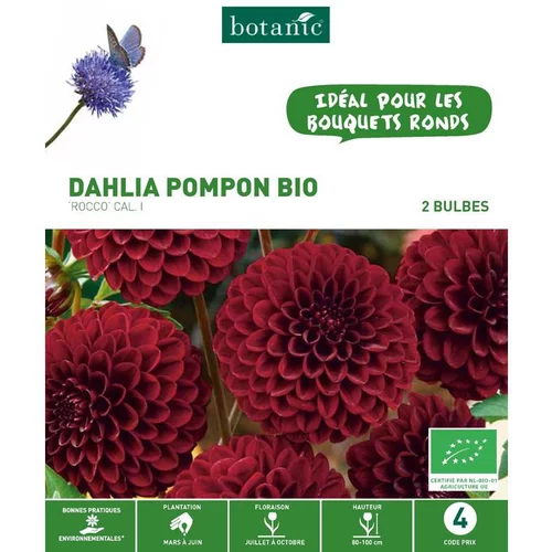 Jardin solution:Dahlia pompon Rocco bio violet botanic® - 2 bulbes