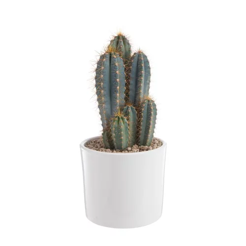Jardin & pratique:Pilosocereus azureus en pot blanc émaillé H 20 x Ø 20 cm