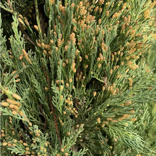 Idéal pour le jardin:Cyprès de Provence vert. Le pot de 90 litres, 350+/ cm