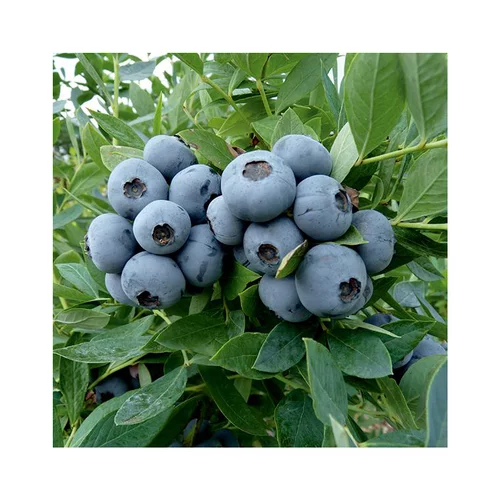 Extérieur malin：Myrtille 'Sunshine Blue' Bio. Le pot de 5 litres
