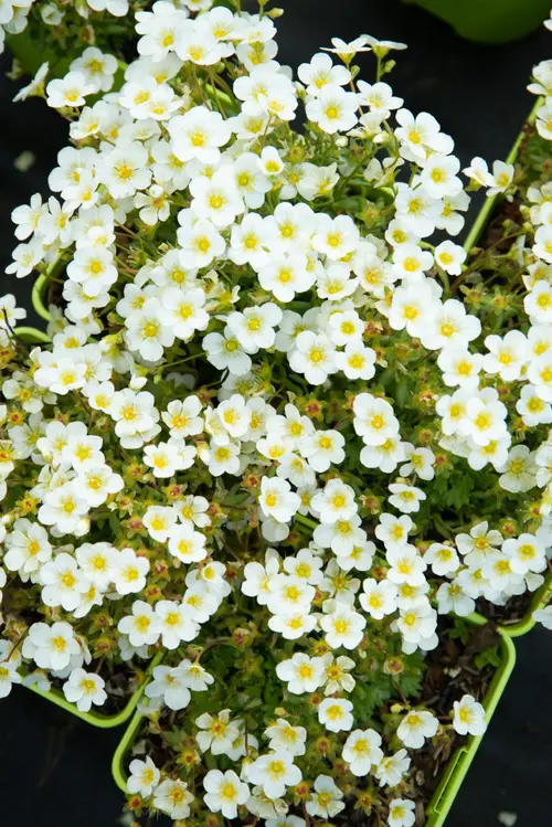Pour plus de confort au jardin：Saxifrage-Mousse TOURAN® LARGE WHITE - Le pot de 2 litres