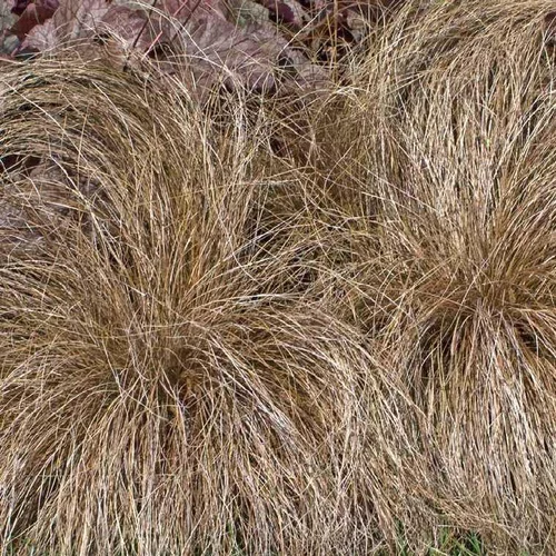 Choix malin:Carex Buchananii - Le pot de 9 x 9 cm