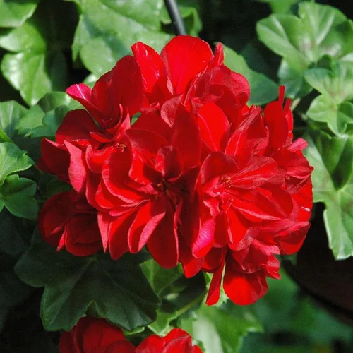 Pour mieux aménager votre jardin:Geranium Interspecifique Caliope - Le pot de 1 litre
