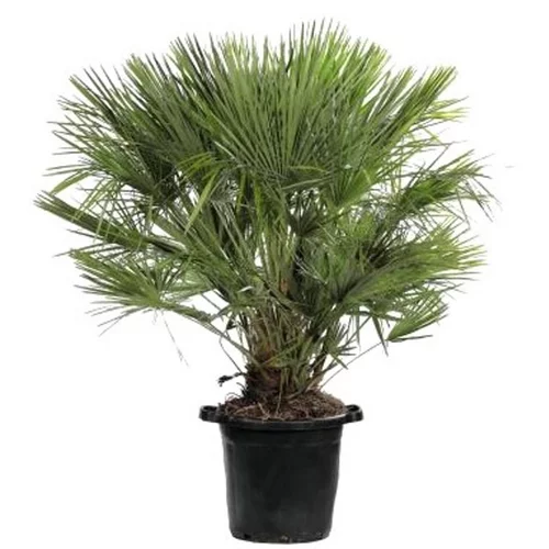 Jardin malin：Chamaerops Humilis vert en pot de 50 L