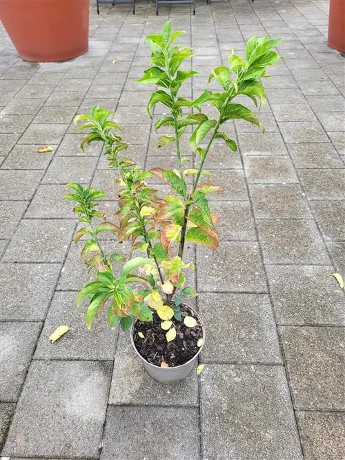 Une sélection pensée pour le jardin:Euonymus europaeus coloris rouge – 3 L