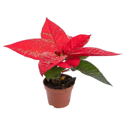 Jardin maison：Poinsettia pailleté rouge en pot Ø 6 cm