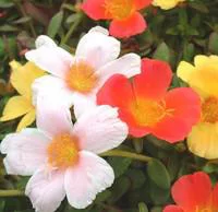 Facile extérieur：Pourpier à fleurs simples ou Portulaca. Le pot de 1 litre