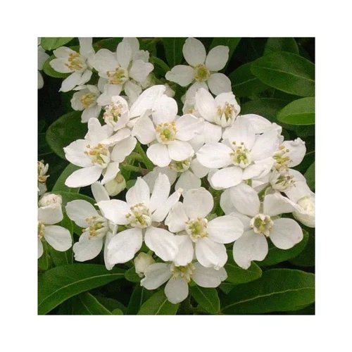Pour profiter pleinement du jardin：Choisya Ternata 60/80. Le pot de 45 litres