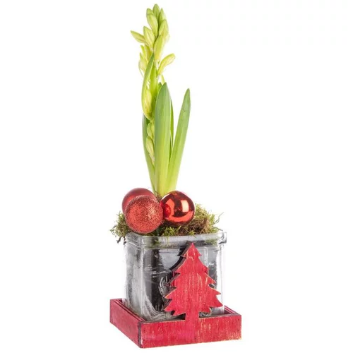 Loisirs extérieur:Composition de Noël jacinthe multicolore verrerie sapin rouge