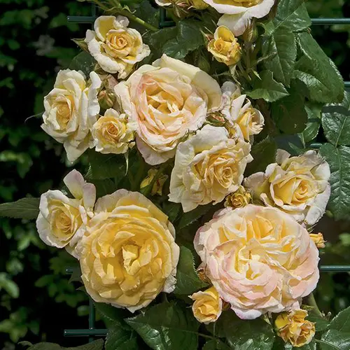 Un indispensable au jardin:Rosier Grimpant Johan Jongking® 'Chewalbygold' - Le pot de 3 litres