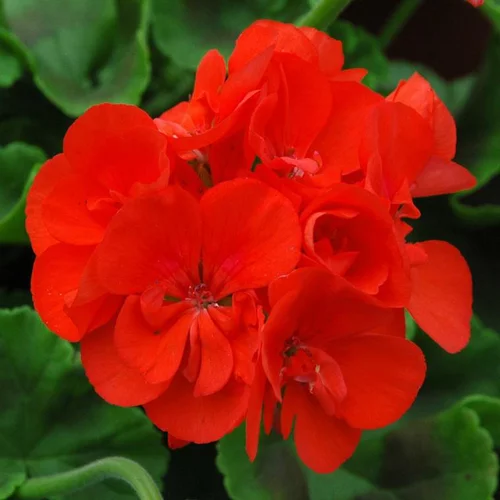 Bien pensé pour le jardin：Geranium Zonal. La jardinière de 30 cm