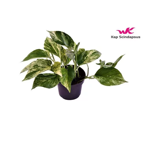 Jardin et idées：Pothos Marble Queen. Le pot Ø 12 cm