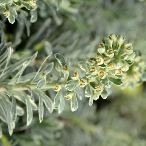 Un choix pratique pour le jardin：Euphorbe silver swan wilcott vert en pot de 2 L