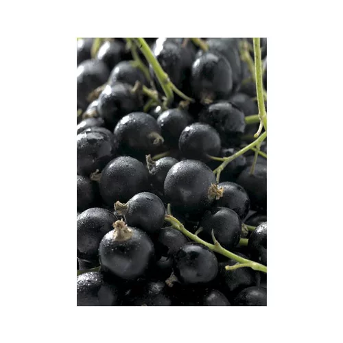 Parfait pour le jardin：Cassissier Delbard Robusta®. Le pot de 5 litres