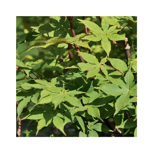 Pour transformer votre jardin:Erable du Japon (ACER PALAMATUM OZAKAZUKI ) Le pot de 15 litres