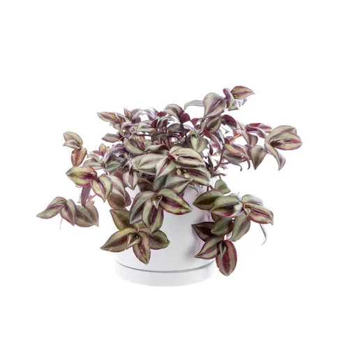 Espace vert utile：Tradescantia Zebrina vert en pot blanc émaillé botanic®. Le pot Ø 15 cm