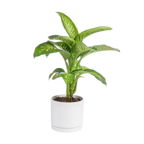 Pour la vie au jardin：Dieffenbachia Tropic vert en pot blanc émaillé botanic®. Le pot Ø 30 cm