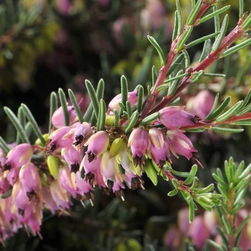 Fonctionnel au jardin：Bruyère (Erica Darleyensis). Le pot de 3 litres