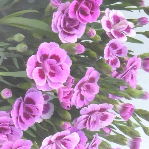 Pour un extérieur à votre image：Œillet Pink Kisses - Le pot de Ø 10 cm