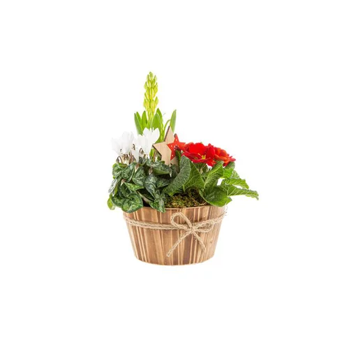 Jardin tendance：Composition hivernale dans une coupe en bois