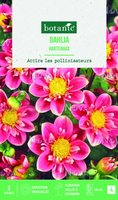 Loisirs jardin:Bulbes de fleurs Dahlia collerette Hartenaas botanic® - 2 bulbes