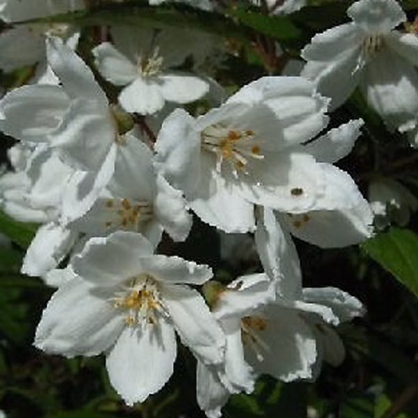 2 x Deutzie rosea 'Campanulata' – Deutzia rosea 'Campanulata', 40-60 cm pot