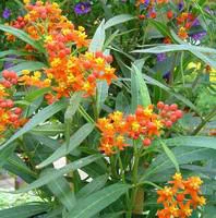 À avoir au jardin：Asclépias sur tige - Le pot de 3 litres
