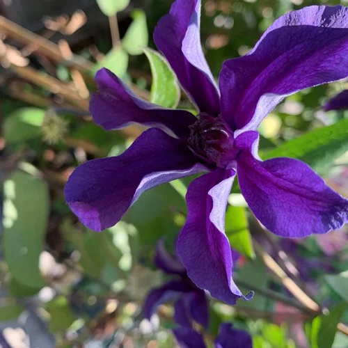 Extérieur essentiel：CLEMATITE SAPHYRA® INDIGO. Le pot de 3 litres