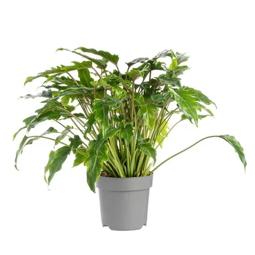 Une solution pour l’extérieur：Philodendron Xanadu pot Ø21xH45 cm