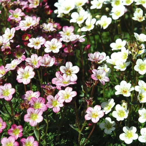 Pour plus de praticité à l’extérieur:Saxifrage-Mousse Alpino Early 'Carnival' - Le pot de 2 litres