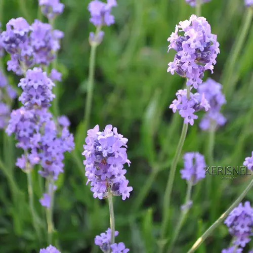 Pour profiter pleinement de l’extérieur:Lavande Melissa Lilac coloris bleu – 3 L