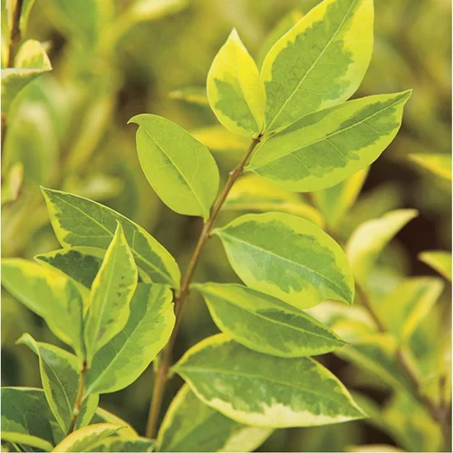 Pour le jardin:Troène de Californie doré Aureum jaune. Le pot de 3 litres