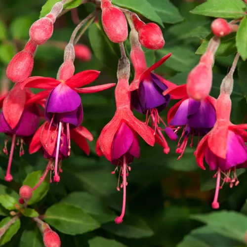 À adopter pour l’extérieur：Fuchsia ‘Tom Thumb’ - Le pot de 2 litres