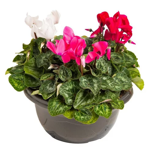 Parfait pour le jardin：Cyclamen Mini à fleurs multicolores - La coupe Ø 24 cm