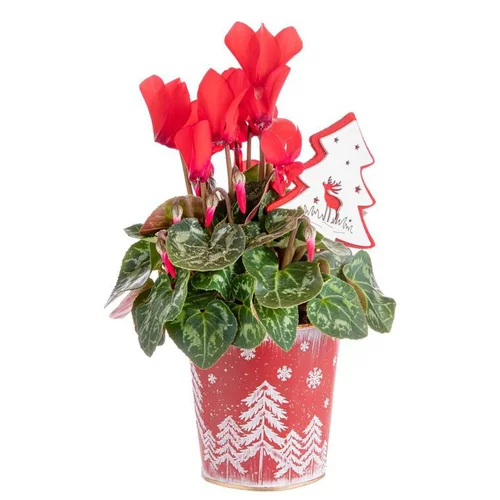 Jardin loisirs:Composition de Noël mini cyclamen multicolore pot en zinc flocon rouge