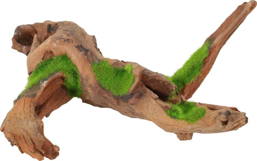 Tout pour le jardin:Racine avec graines de plantes aquatiques « ki pousse » M
