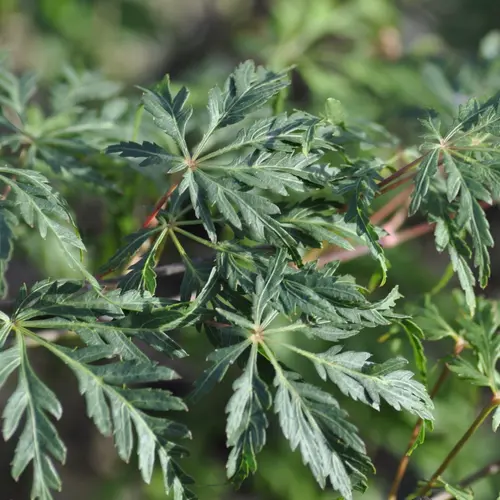 Un choix pratique pour l’extérieur：Erable du Japon (ACER PALMATUM DISSECTUM PALMATIFIDIUM ) Le pot de 80 litres