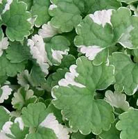 Jardin complet：Glechoma Hederacea Variegata - Le pot de 10.5 cm