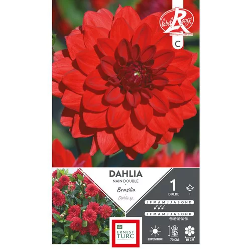 Jardin choix：Dahlia nain double Brasilia rouge vif Ernest Turc - 1 bulbe