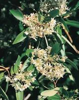 Les indispensables du jardin：Drymis Aromatica vert 30/40 cm en pot de 3 L