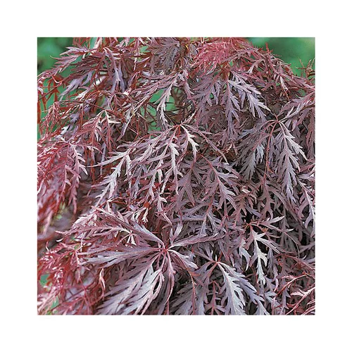 Idéal pour votre jardin：Erable du Japon (ACER PALMATUM CRIMSON QUEEN ) Le pot de 80 litres