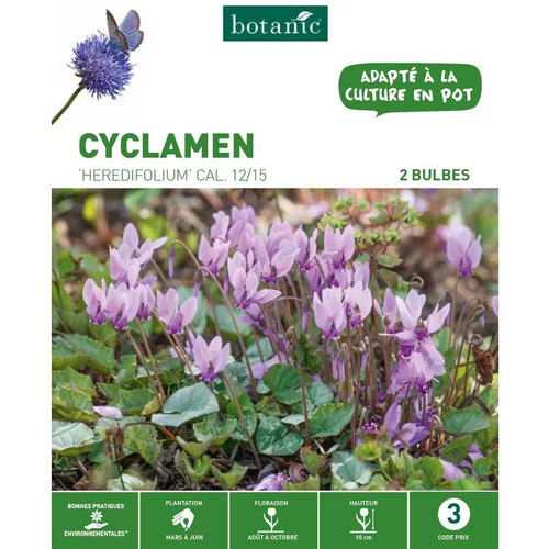 Une solution pour le jardin:Cyclamen Hederifolium rose botanic® - 2 bulbes