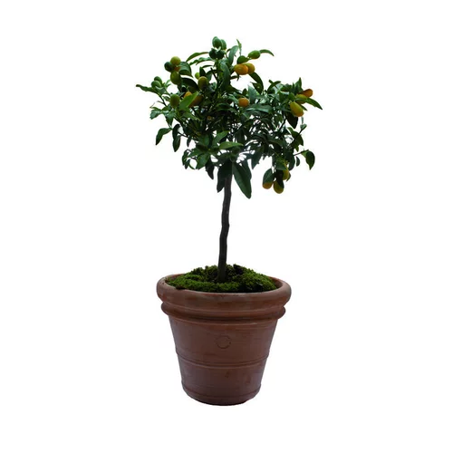 Pour vos projets jardin：Pot Toscane en terre cuite claire - Ø60 x H50