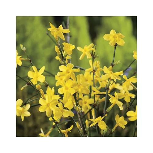 Une sélection pour le jardin：JASMIN NUDIFLORUM. Le pot de 3 litres