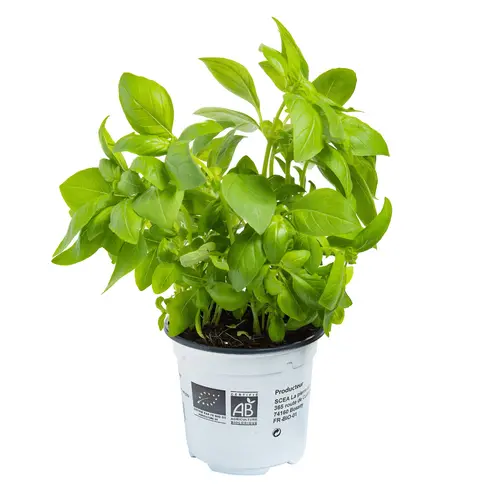 Pour embellir le jardin:Basilic Genovese prêt à cuisiner. Le pot de 0,5 L